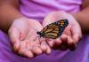 Monarch Butterfly Photo by David Clode on Unsplash